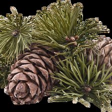 Схема вышивки «Шишечки»