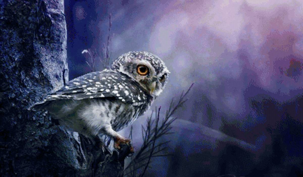 Браминский сыч - фотографии - предпросмотр