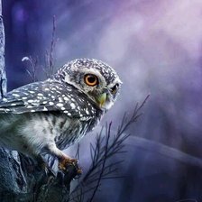 Схема вышивки «Браминский сыч»