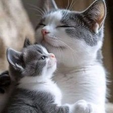 Схема вышивки «Кошка с котенком»