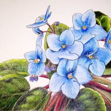 Схема вышивки «фиалка голубая»