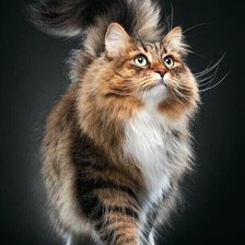 Схема вышивки «Пушок»