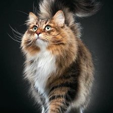 Схема вышивки «Пушок»