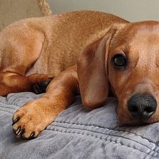 Схема вышивки «ЛАКИ»