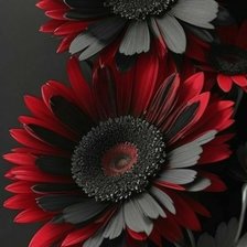 Схема вышивки «Герберы»