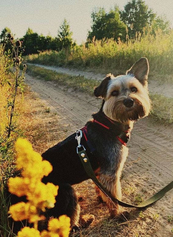 Lexi-dmc - dog, dmc - оригинал