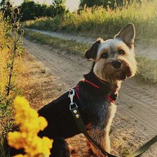 Схема вышивки «Lexi-gamma-45colours»