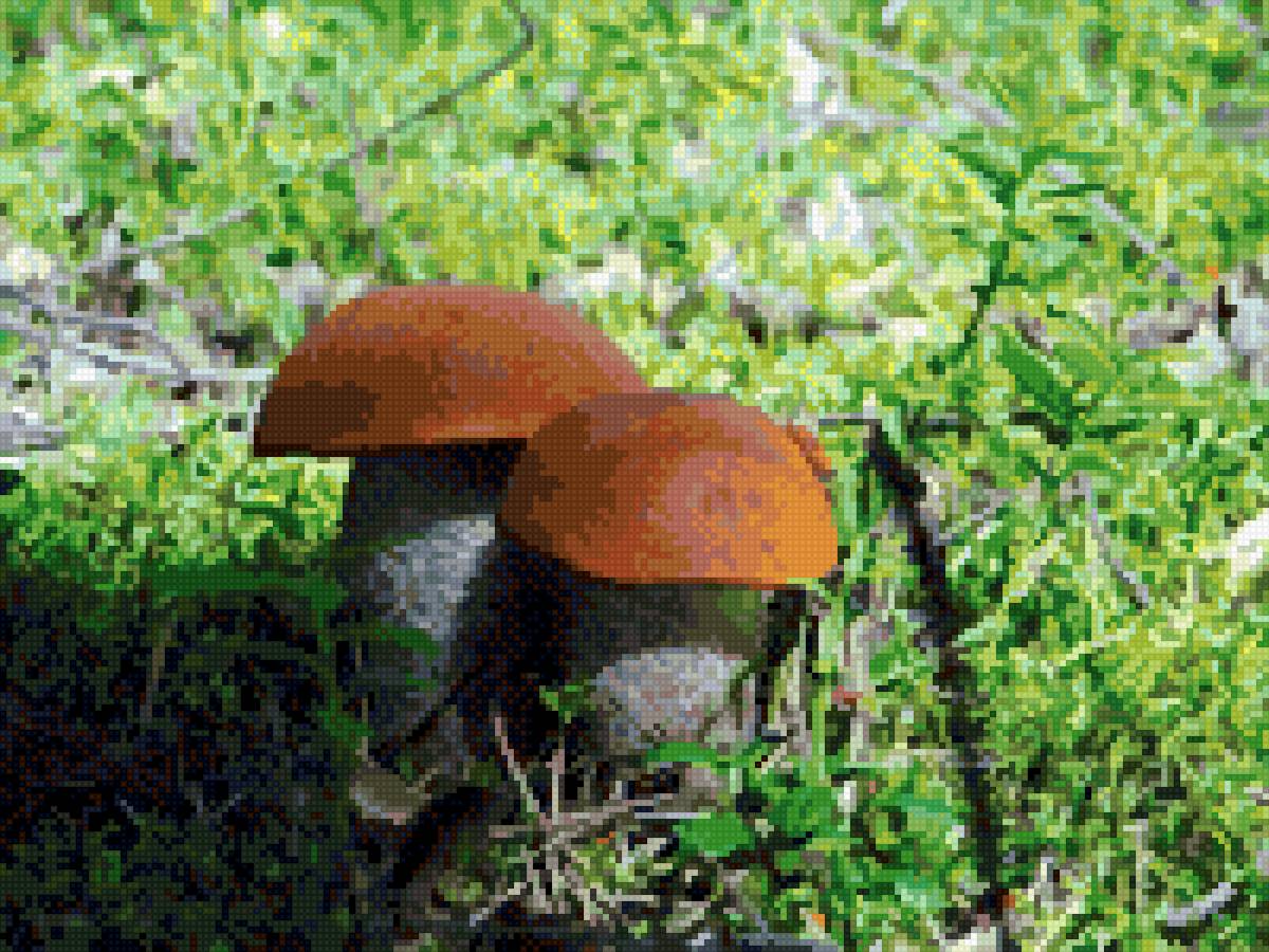 Красноголовики - грибы красноголовики - предпросмотр