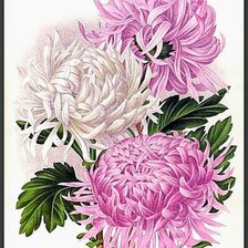 Схема вышивки «Цветы»