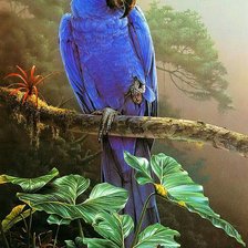 Схема вышивки «Попугай»