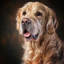 Схема вышивки «Золотистый ретривер»