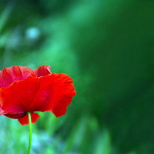 Схема вышивки «Мак»