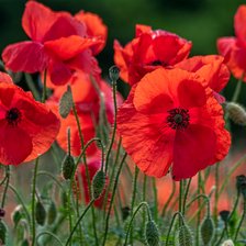 Схема вышивки «Маки»