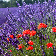 Схема вышивки «Маки и лаванда»