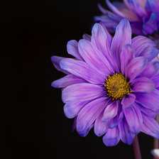 Схема вышивки «Цветы»