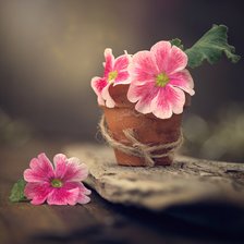 Схема вышивки «Цветы в горшке»