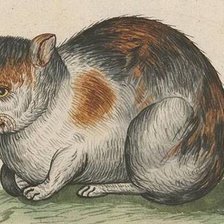 Схема вышивки «Портрет кота»