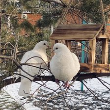 Схема вышивки «Голуби»