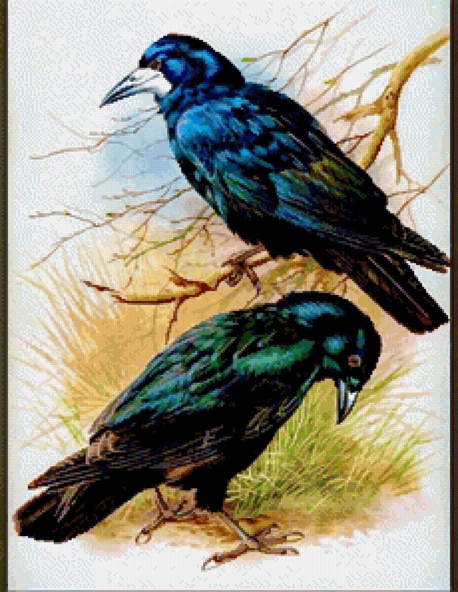 Птицы - ворон - предпросмотр