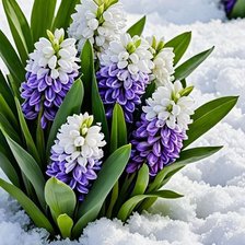 Схема вышивки «Гиацинты»