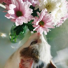 Схема вышивки «Котик Вася»