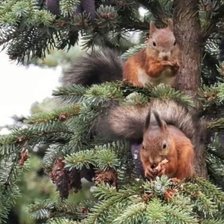 Схема вышивки «Белки»