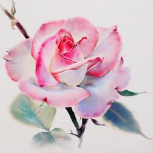 Схема вышивки «Роза»