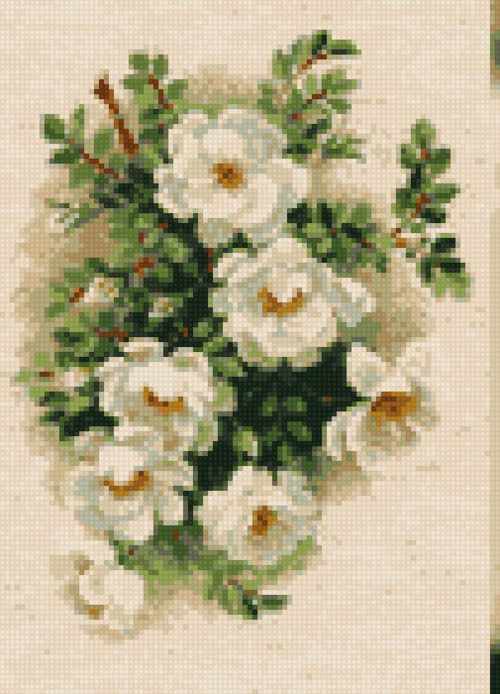 белый шиповник - предпросмотр