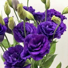 Схема вышивки «цветы»