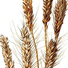 Схема вышивки «колоски»