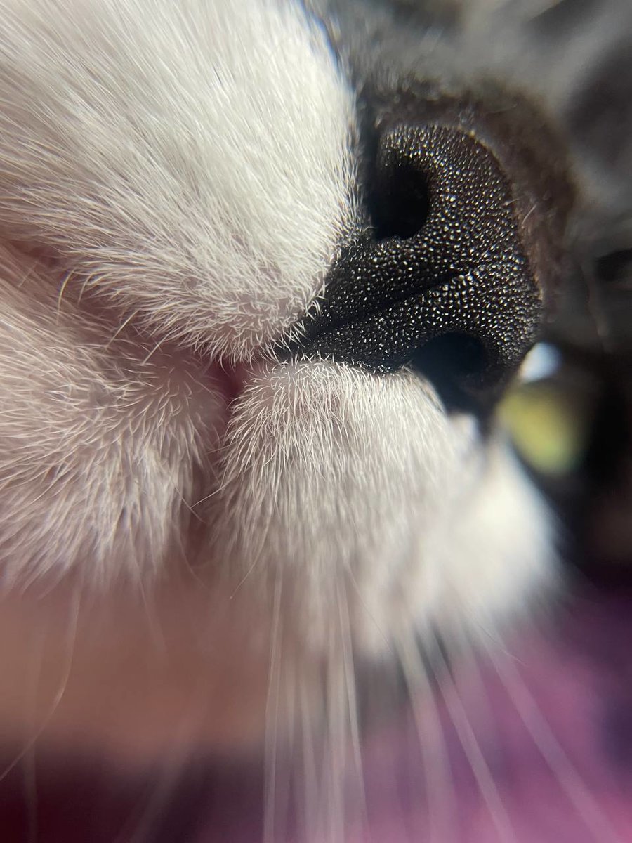 Cat - оригинал