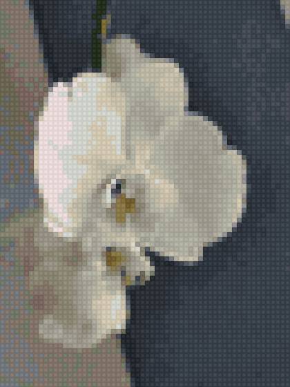 Белая орхидея - нежность, орхидея, экзотика, цветы, белый - предпросмотр