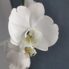 Схема вышивки «Белая орхидея»