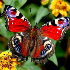 Схема вышивки «Павлиний глаз»