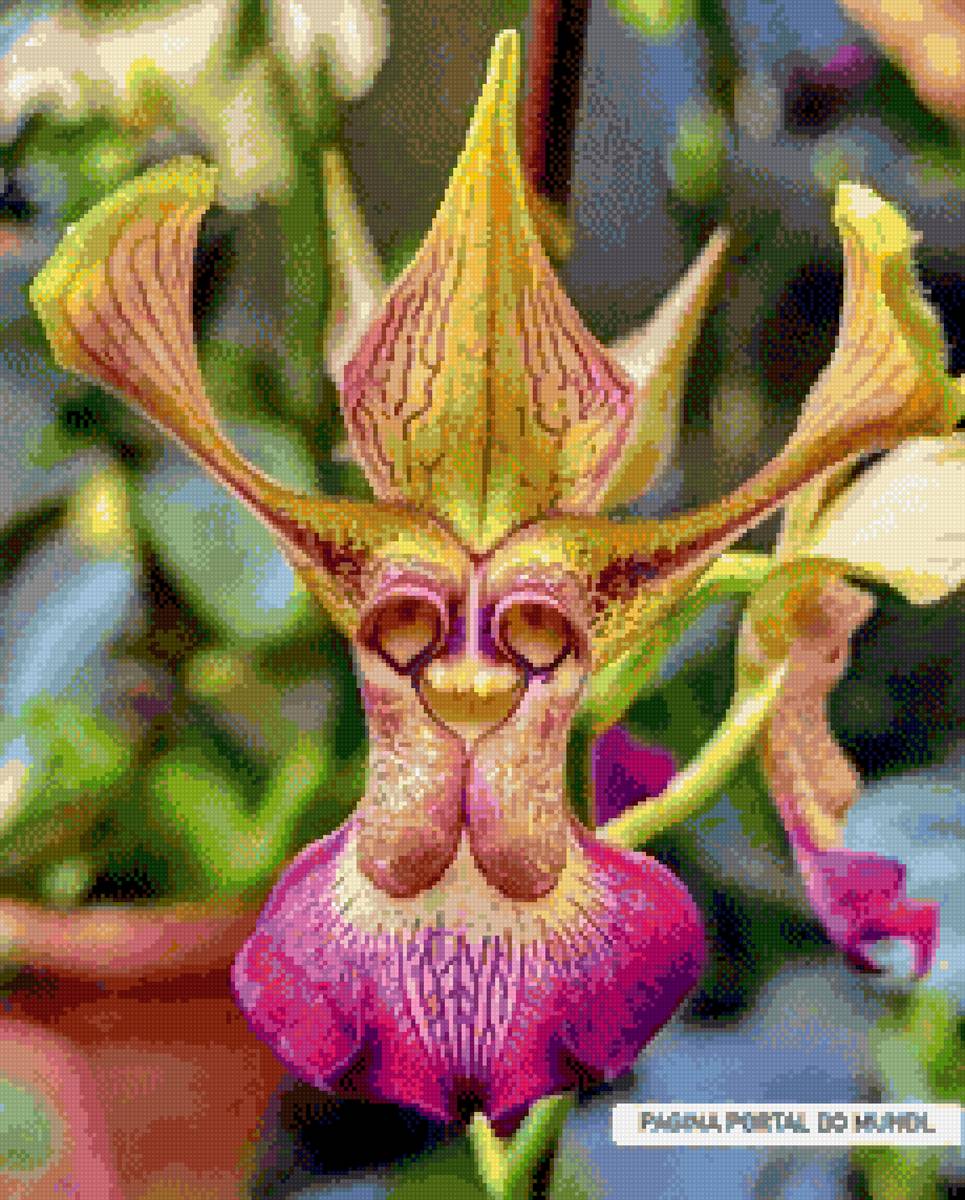 Цветы - орхидея - предпросмотр