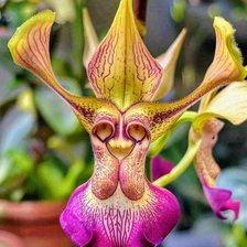 Схема вышивки «Цветы»