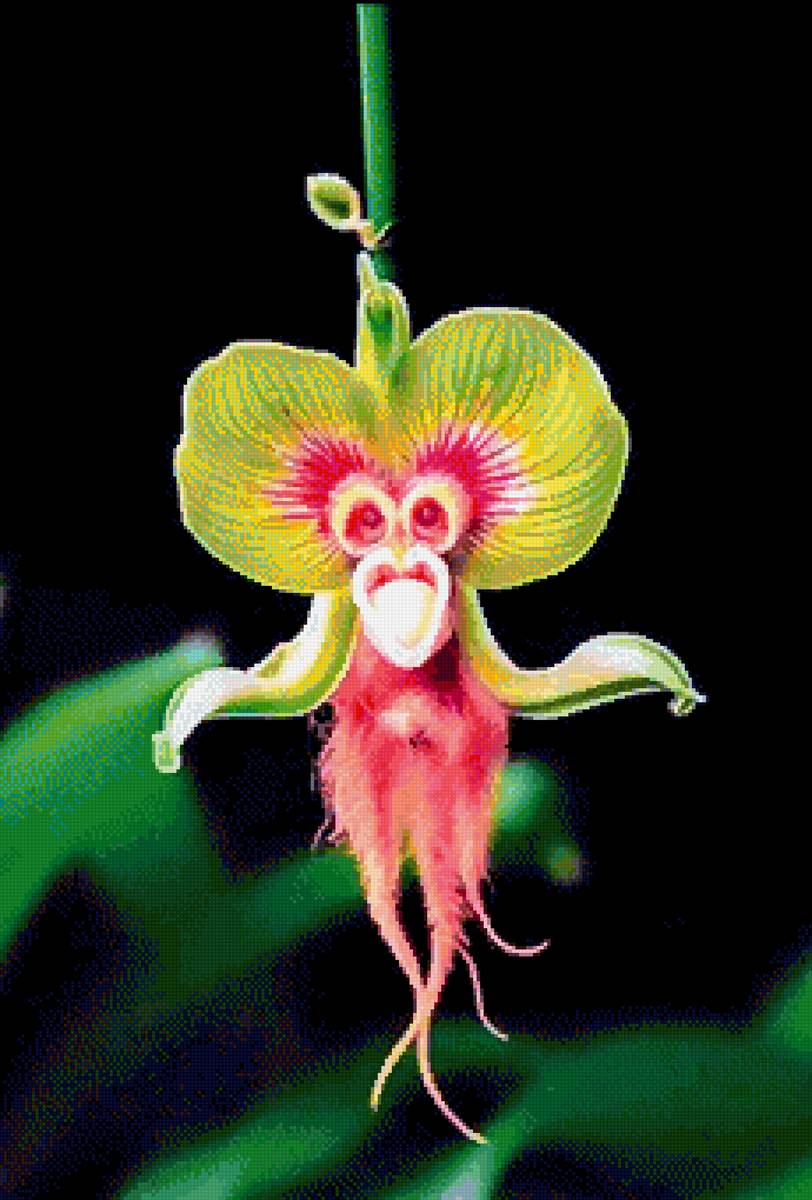 Цветы - цветы - предпросмотр