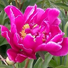 Схема вышивки «Любимый пион»