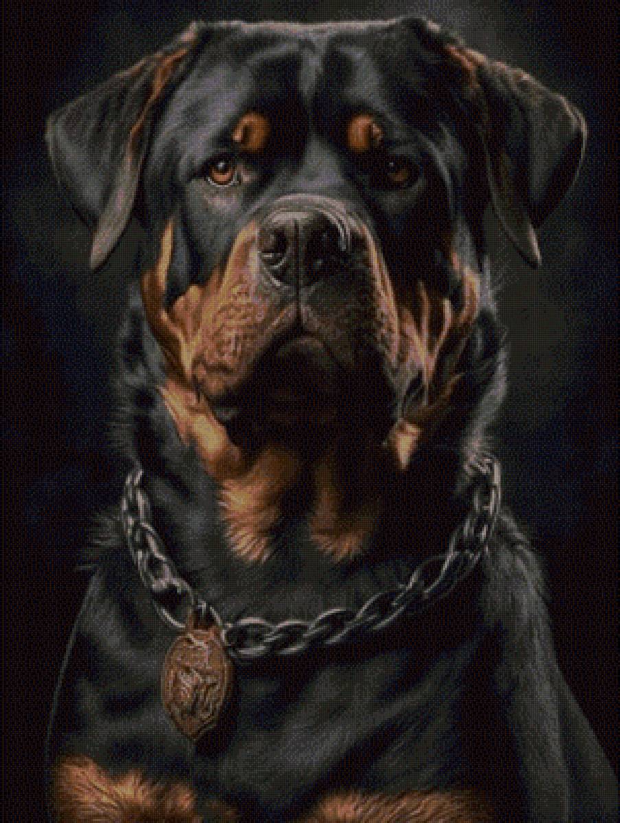 ротвейлер - предпросмотр