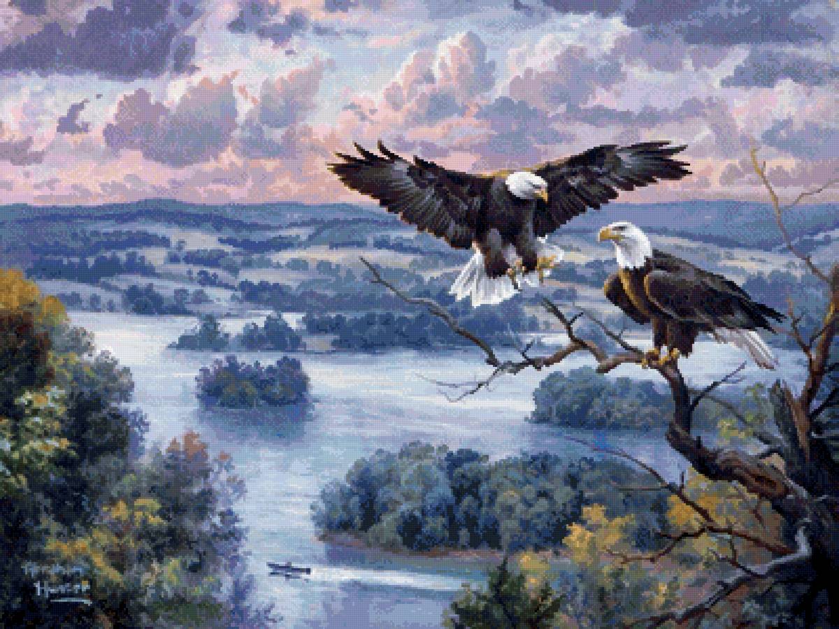 Абрахам Хантер. - орлы, абрахам хантер, природа, птицы - предпросмотр