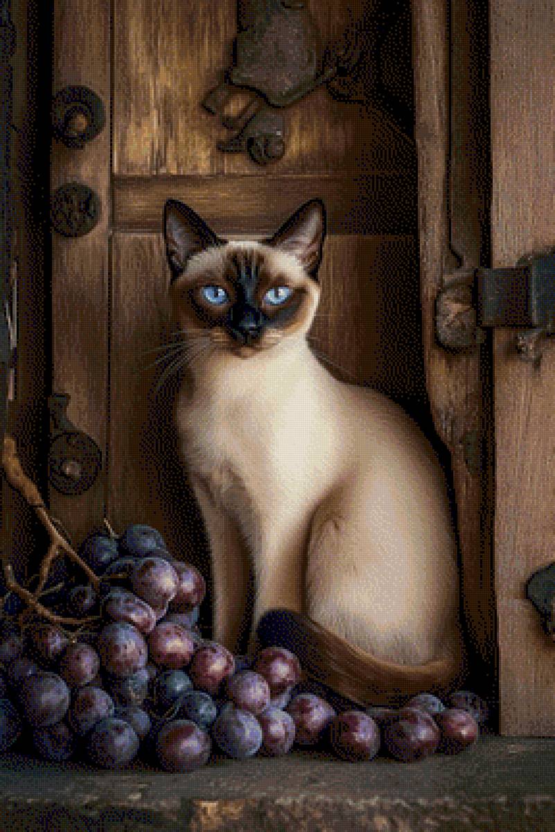 Сиам - кошка - предпросмотр