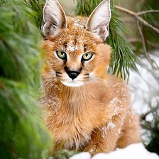 Схема вышивки «Киска»