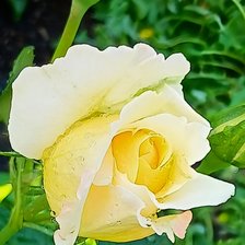 Схема вышивки «Роза желтая»