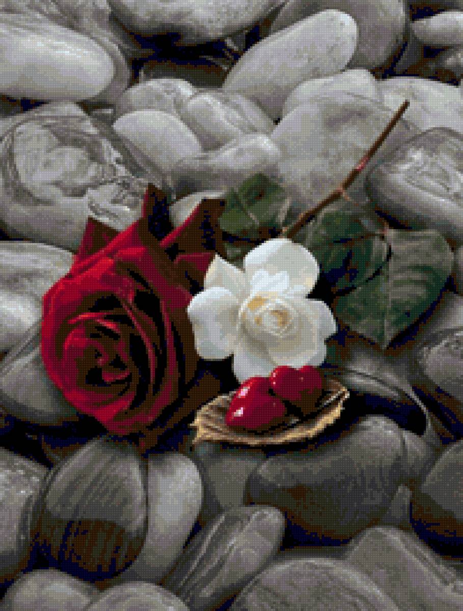 Rosa - flores, naturaleza, agua - предпросмотр