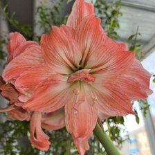 Схема вышивки «Амариллис»