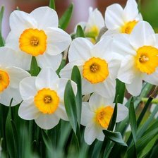 Схема вышивки «Нарциссы»