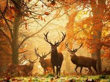 Схема вышивки «Олени»