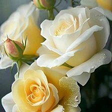 Схема вышивки «Роза»