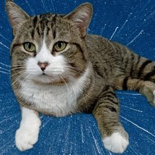 Схема вышивки «Барсик 1»