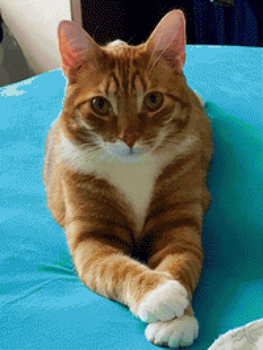 Кот Тося - предпросмотр